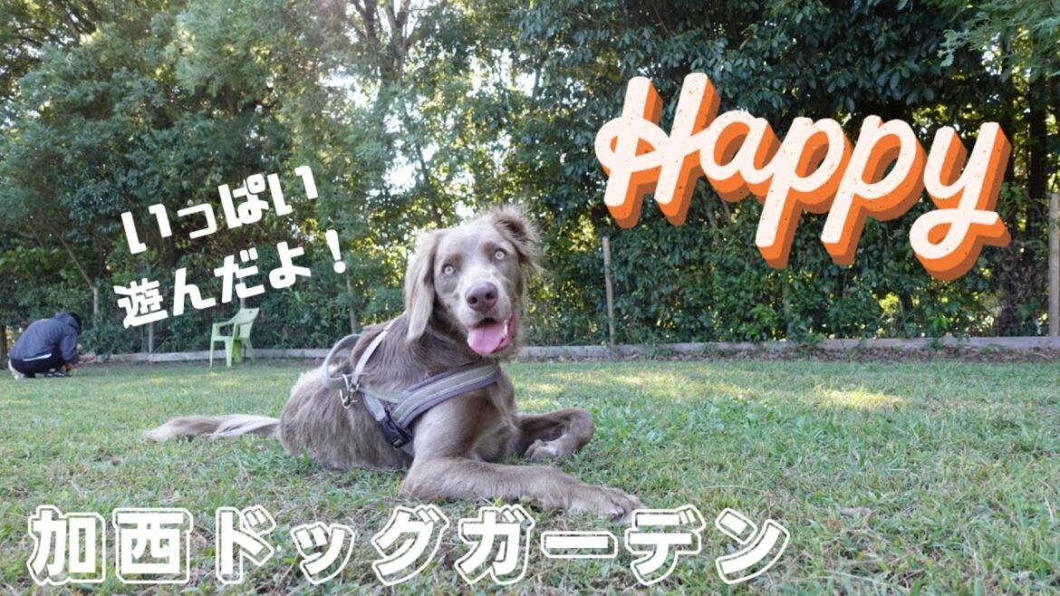【おでかけ#37】加西ドッグガーデンで遊んできました！