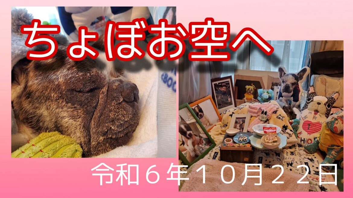 French  Bulldog  Chobo ちょぼお空へ　これまで動画を観て下さった皆様、ありがとうございました