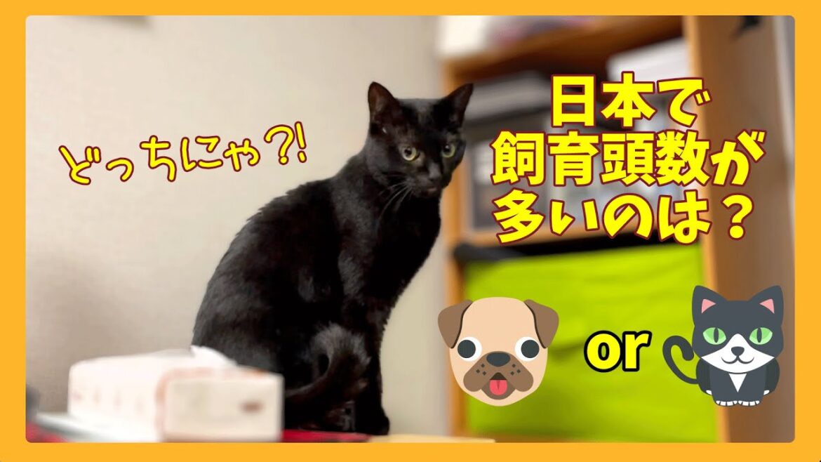 日本の猫と犬の飼育頭数はどちらが多いでしょうか?なづきと遊びながらそんな疑問を調べてみた 日本の猫と犬の飼育頭数はどちらが多いでしょうか?なづきと遊びながらそんな疑問を調べてみた
