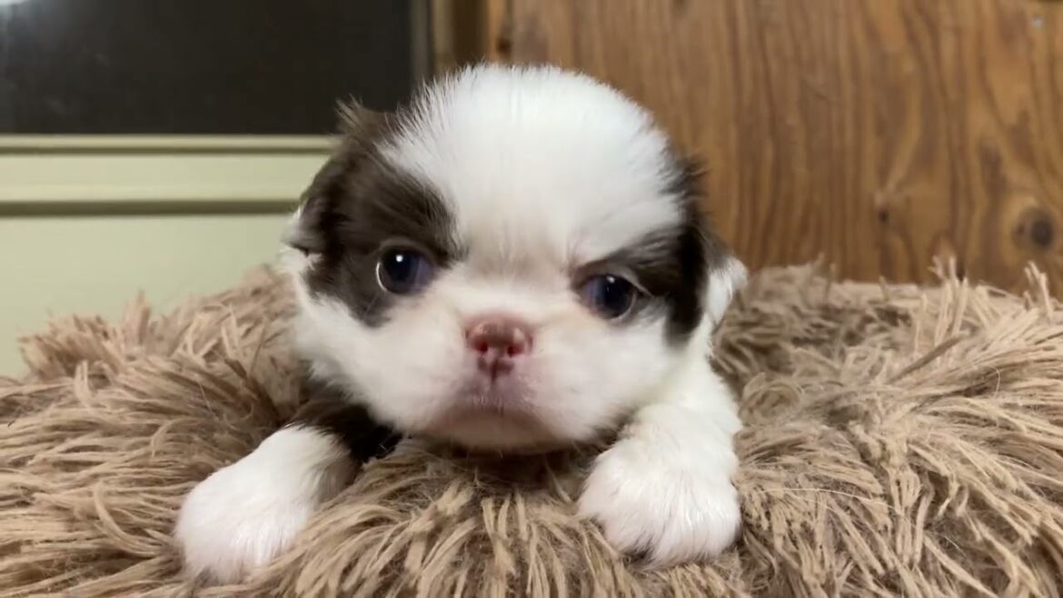 狆 (チン) 【狆専門犬舎】元気な女の子🐶✨ 狆 (チン) 【狆専門犬舎】元気な女の子🐶✨