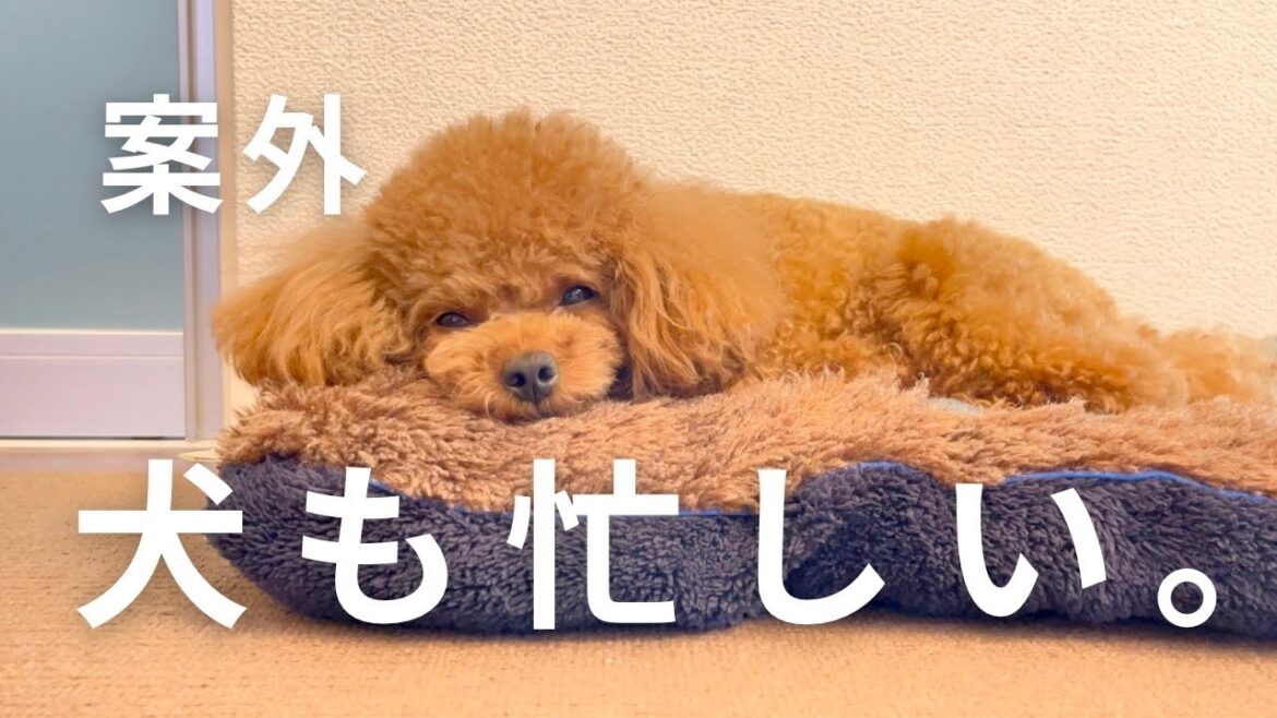 【休日】トイプードルの一日の過ごし方｜タイニープードル