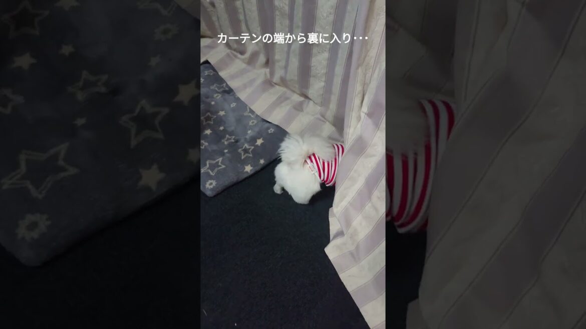 ペキニーズ（犬）家の中を歩き回るワンコに密着してみた #shorts #ペキニーズ #犬 #pekingese #dog