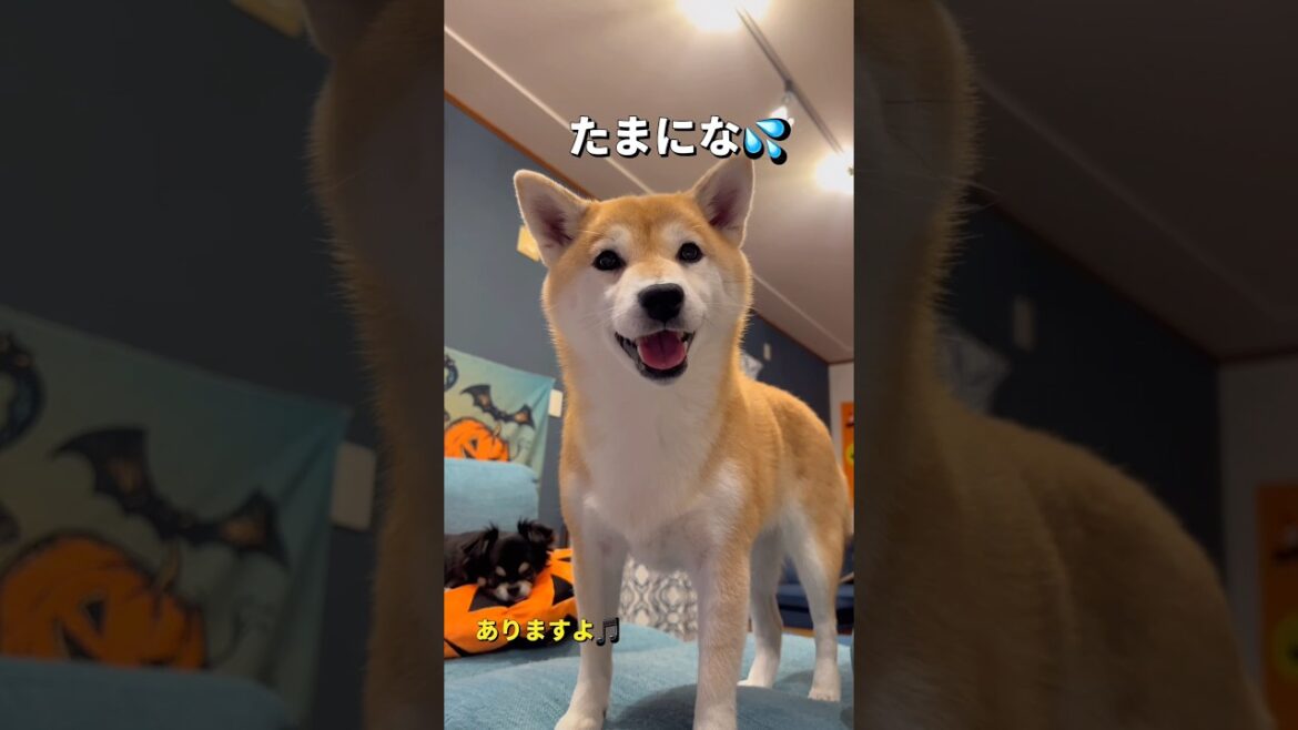 譲り合い🐶🐶#柴犬 #shorts #チワワ
