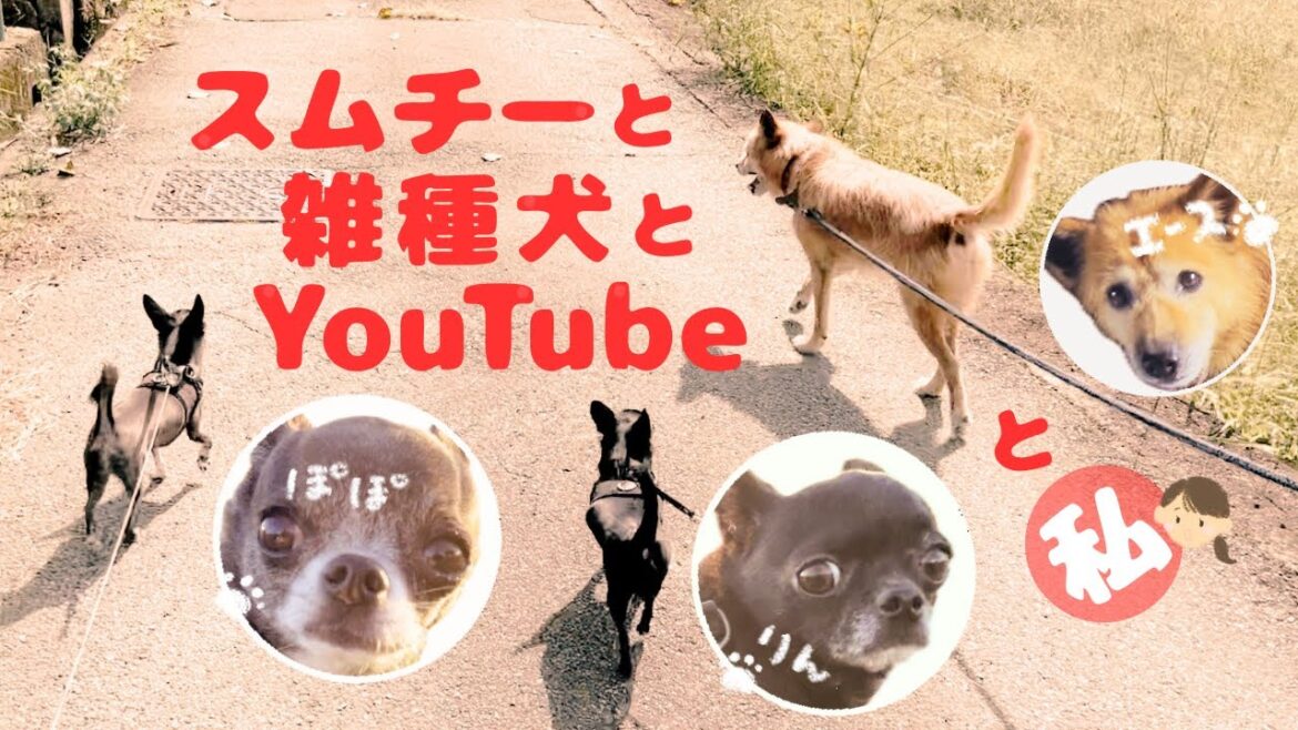感謝です♡スムチーと雑種犬とYouTubeと私
