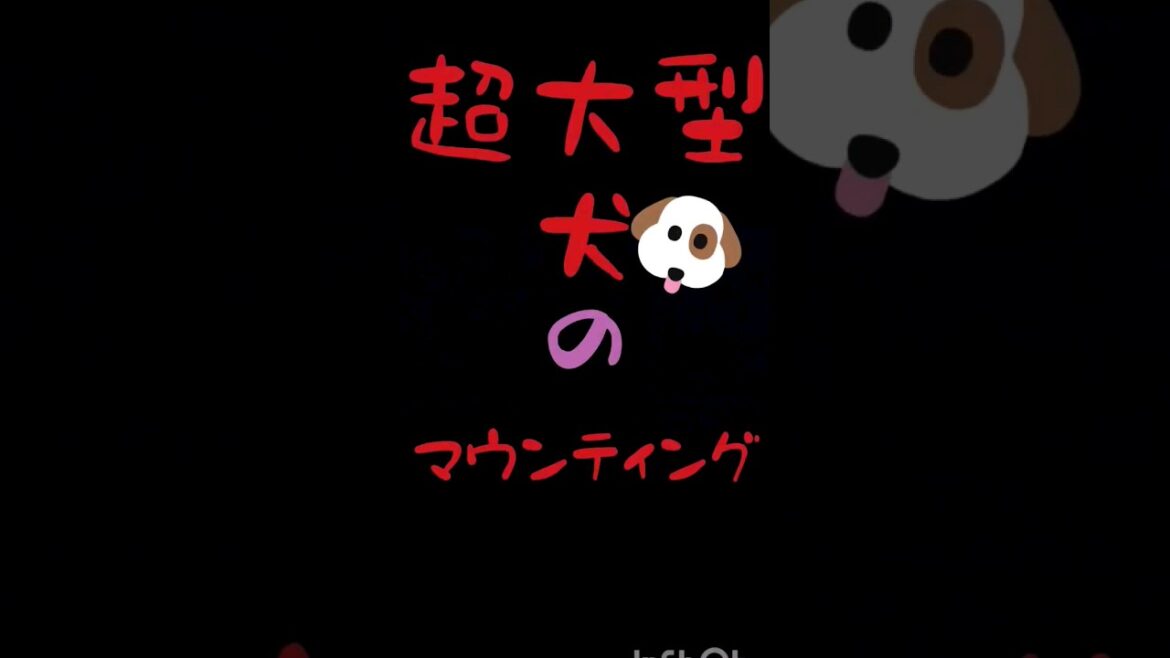 【セントバーナードNANA】 #いぬ #セントバーナード #shorts