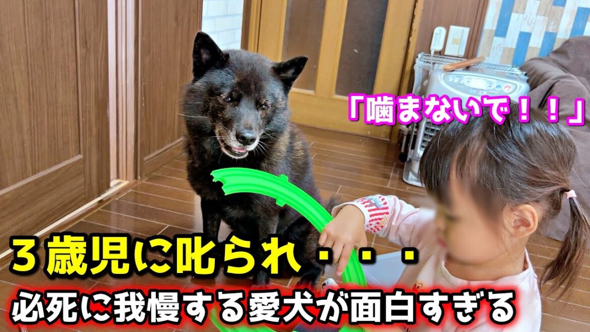 【喧嘩？笑】子供に叱られ一生懸命我慢する優しい甲斐犬が面白い