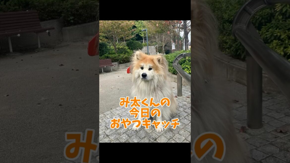み太くんの今日のおやつキャッチvol.22 #秋田犬 #もふもふ #shorts