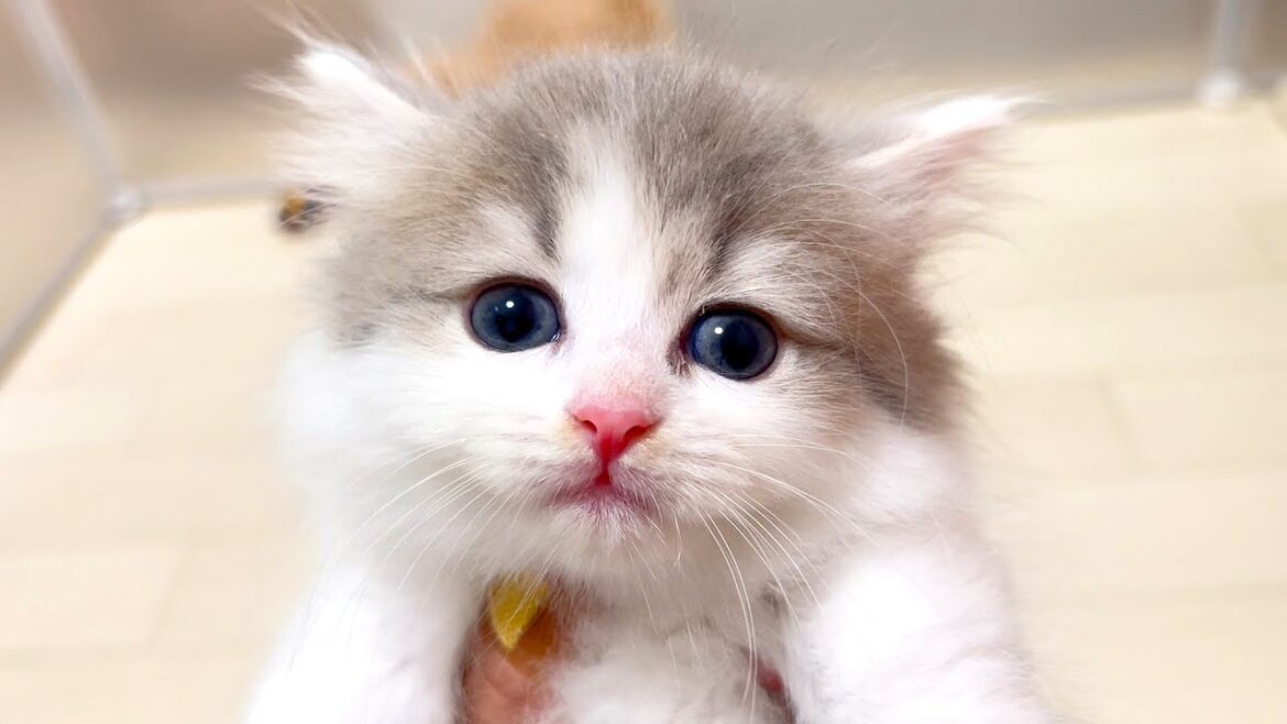 【マンチカンの子猫】今日は暴れる日ｗネズミのテンションで兄弟にもいく件 ～猫のいる生活Vol.1033～出産動画 マンチカン短足・ミヌエット・ペルシャ猫専門ブリーダー『ペット蔵人』【子猫の成長記録】