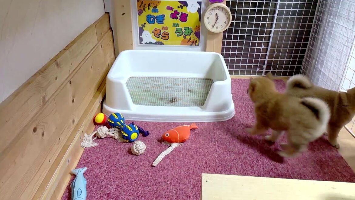 柴犬なつ！子育て生配信【生後46日】紐おもちゃは分裂してません（笑）増えました！！