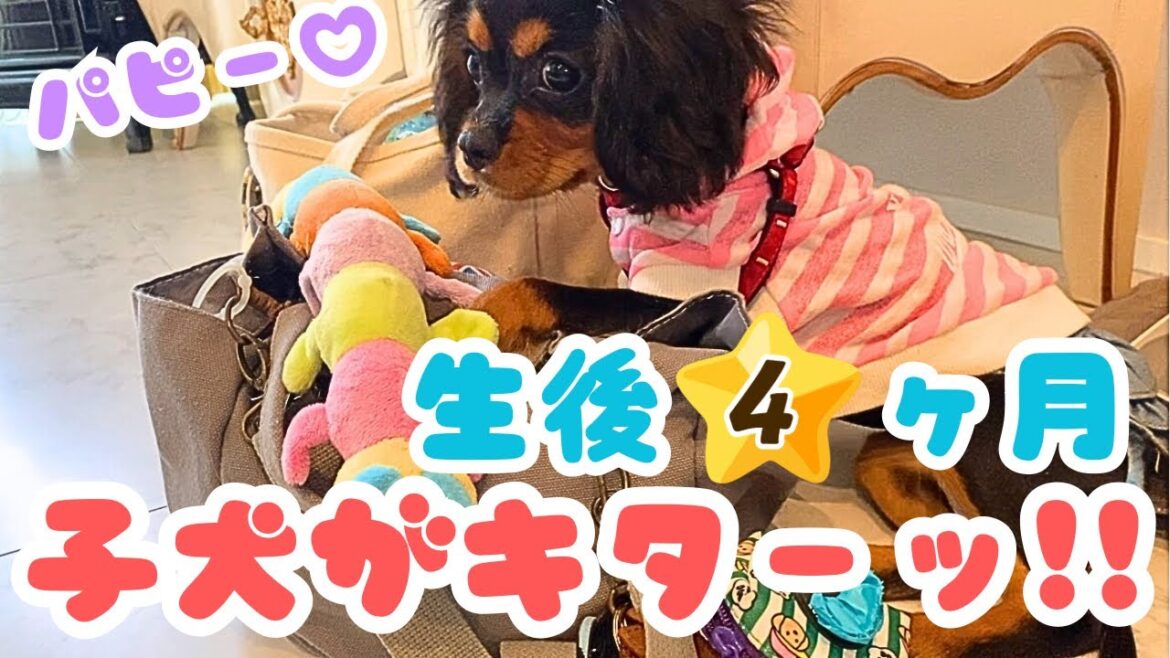 【生後4ヶ月】可愛い子犬のキャバリアが我が家に来たら大騒ぎで大変なことに･･･🐶💕💕✨✨