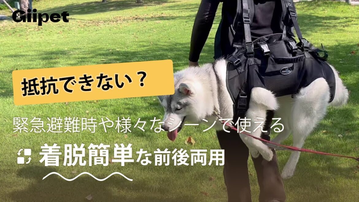 【Giipet】抱っこ紐で身動きができないハスキーにこの後悲劇が… 【Giipet】抱っこ紐で身動きができないハスキーにこの後悲劇が…