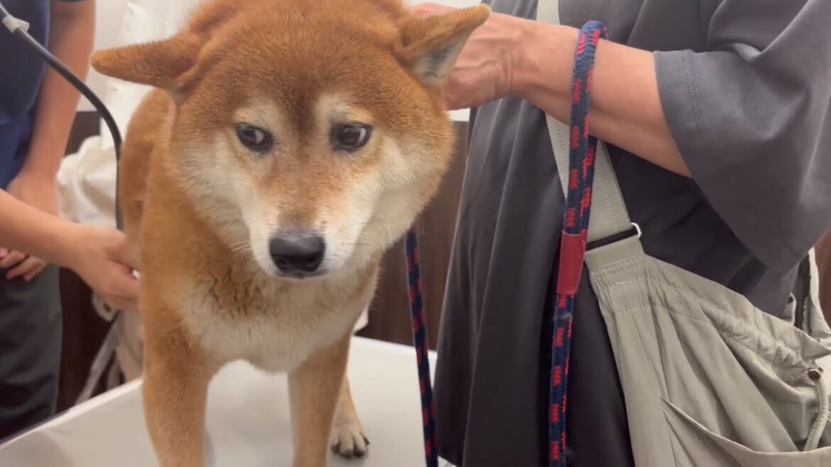聴診器を当てられて不安げな柴犬