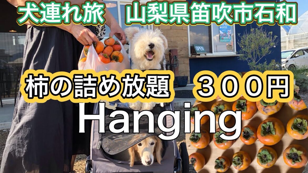 【犬連れ旅 山梨県】 柿の詰め放題　300円‼️ HanGing シャインマスカットに続いてヤッテくれた