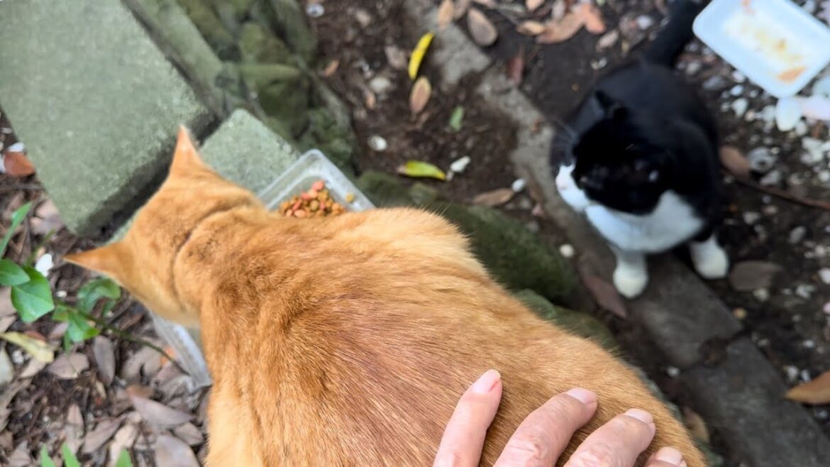 怖い猫の横でエサを食べ続ける猫❗️逃げないで頑張る"P1ちゃん"を、じっと見つめる追っかけ猫の、＂ハチ"‼️#逃げる #追っかけ #頑張る #なでなで ＃エサ＃食べる#にゃんパパ #猫家族 #cat
