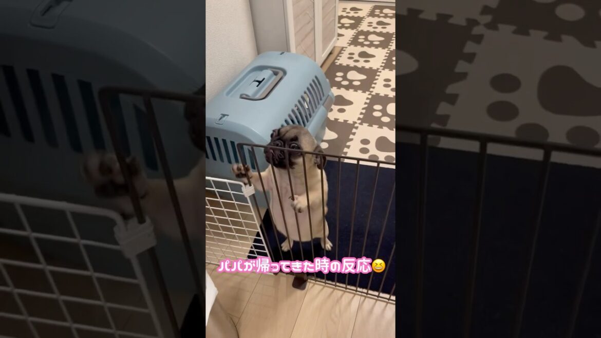パパが帰ってきた時の反応が可愛すぎるパグ😍#パグ #子犬 #shorts #かわいい