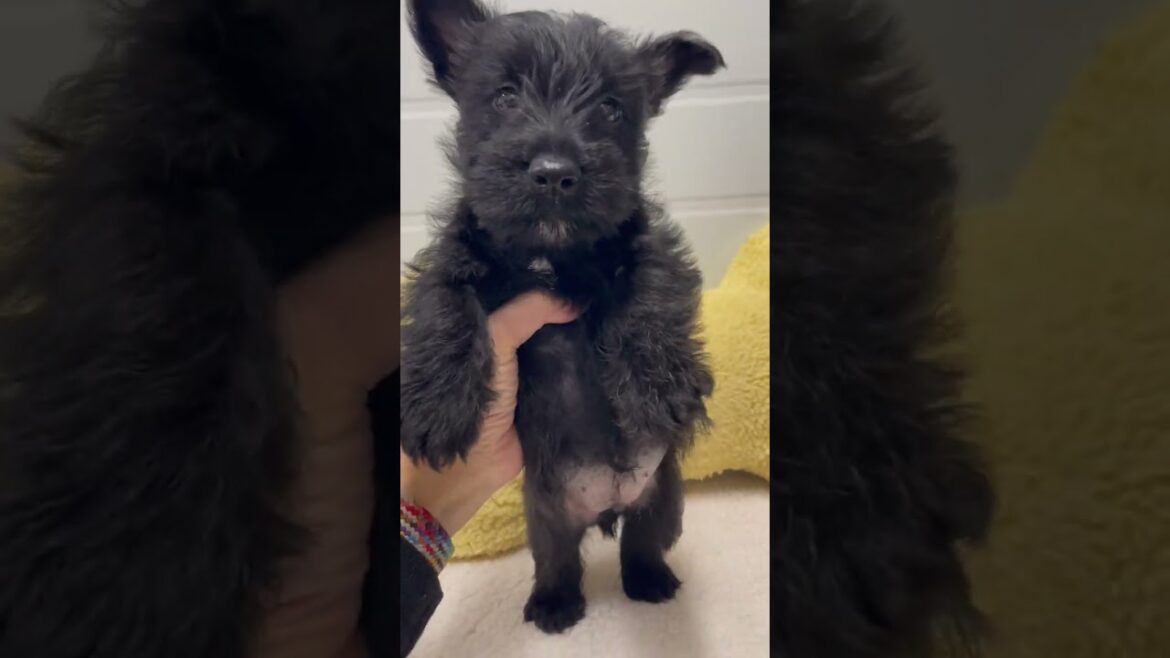 スコティッシュテリア スコティッシュテリア（スコッチテリア）の赤ちゃん生まれました。両親遺伝子検査済みで安心。