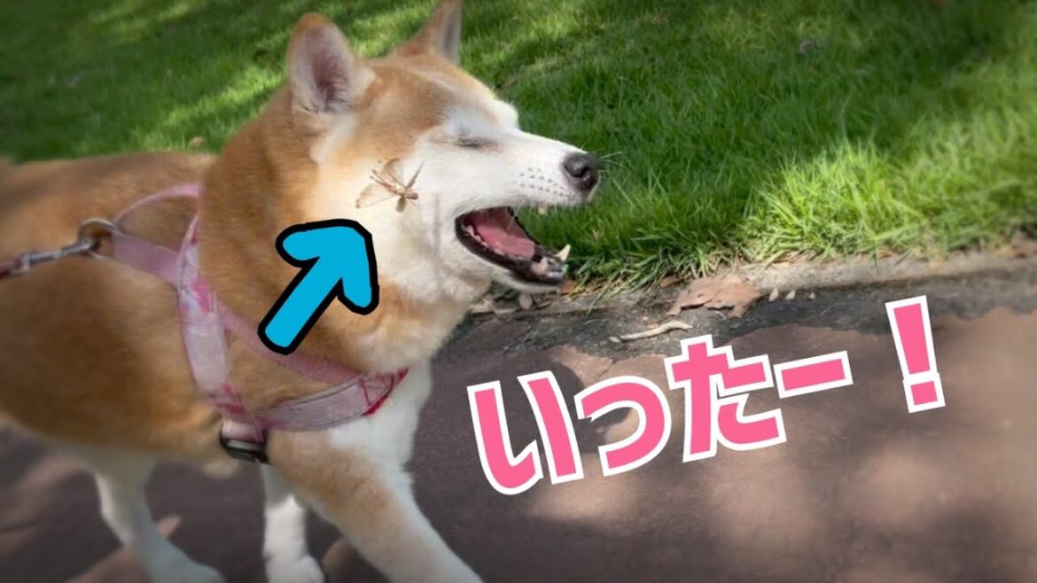 気持ちよくお散歩していたらバッタと衝突してしまった柴犬　Shiba Inu collides with a grasshopper on a walk
