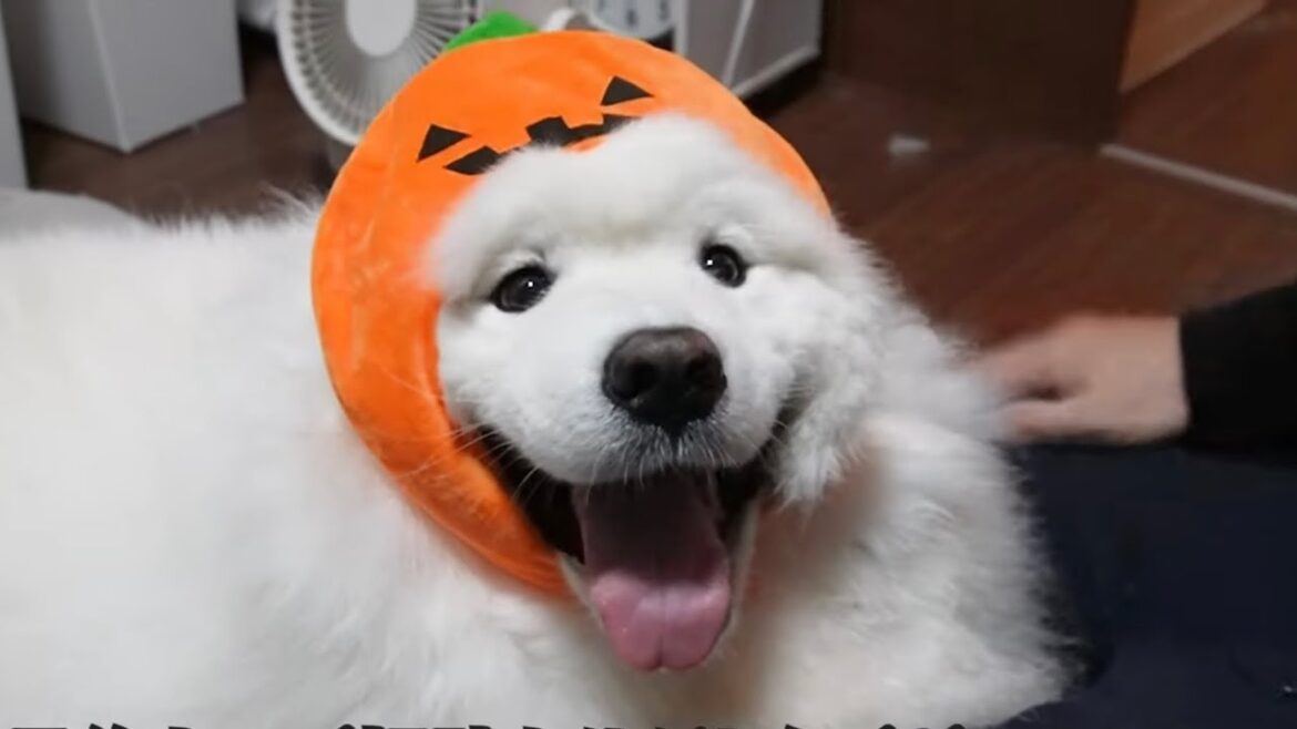 絶対にタダでは動かないサモエド犬が可愛いすぎました