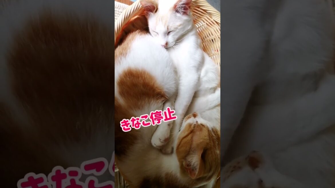 【ねこ動画】手がぴーーーーーん！！ #shorts #猫 #ねこ親子
