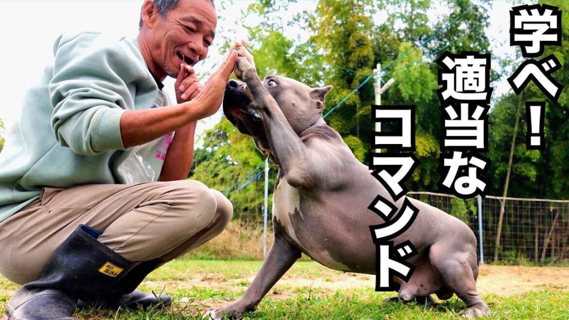 適当な飼い主がピットブルとっつぁんに適当にコマンド入れる