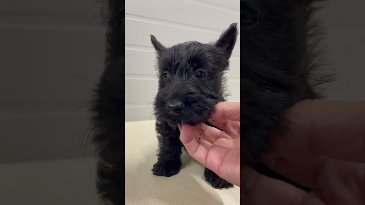 スコティッシュテリア スコティッシュテリア(スコッチテリア)の赤ちゃん生まれました。両親遺伝子検査済みで安心。 スコティッシュテリア スコティッシュテリア(スコッチテリア)の赤ちゃん生まれました。両親遺伝子検査済みで安心。