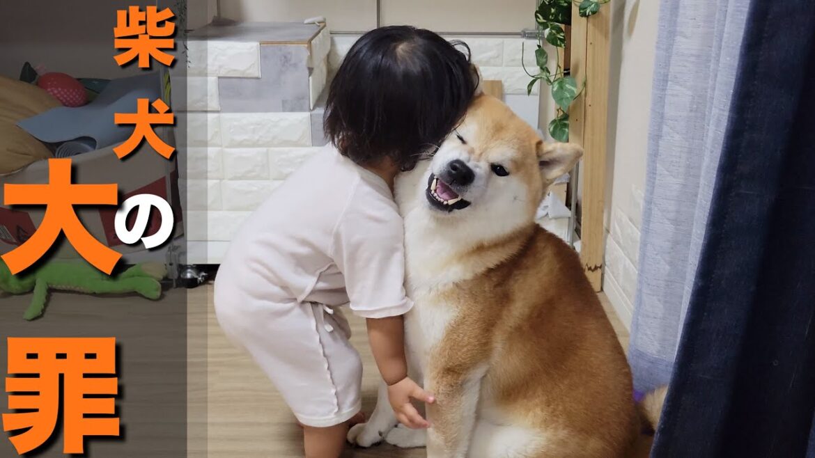 柴犬は、１歳児ですら歯を食いしばらせ、震わせ、狂わせ、虜にする
