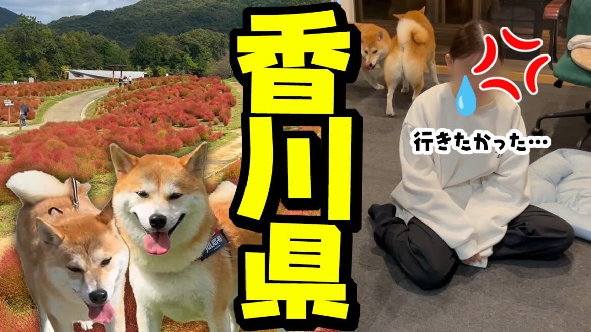 娘にバレて激おこに…子供達に黙って香川県に柴犬姉妹と行った結果…