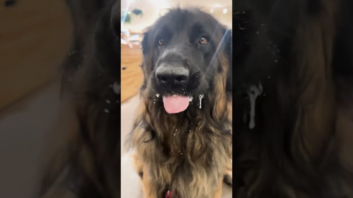 ヨダレも豪快っ！レオンベルガー #レオンベルガー #leonberger