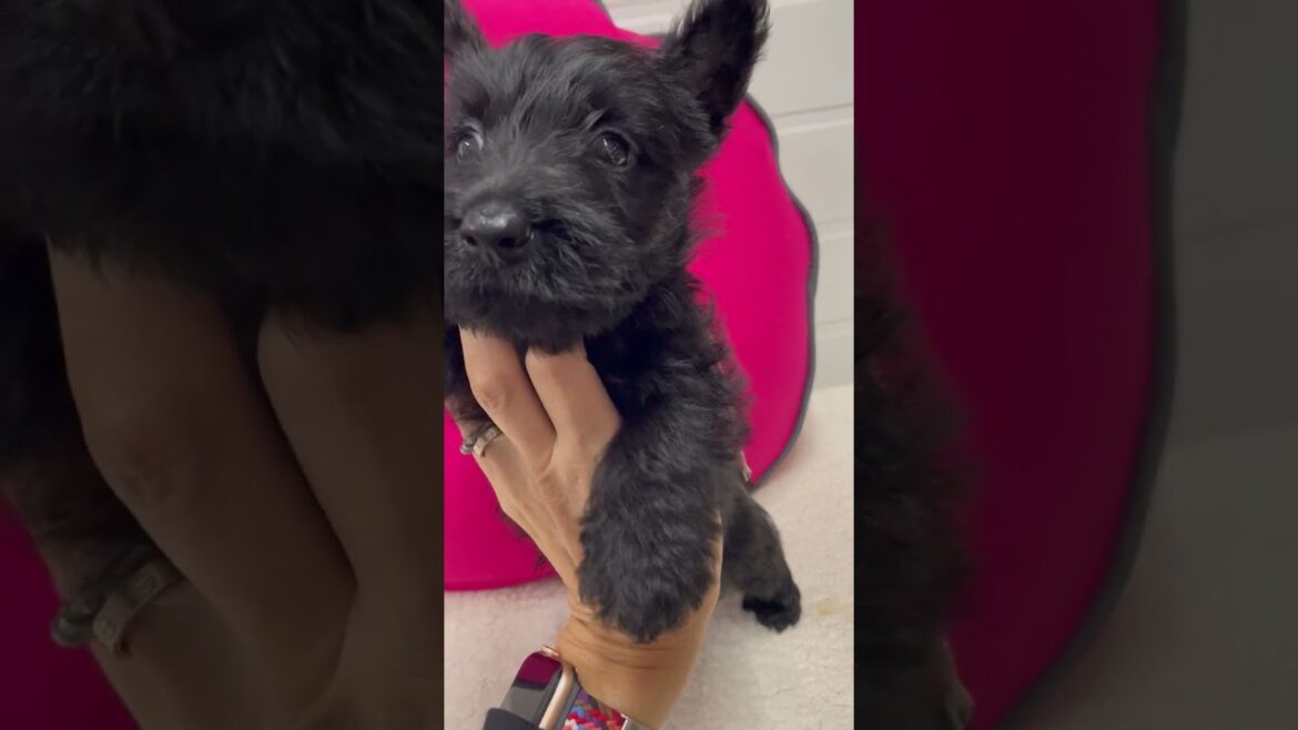 スコティッシュテリア スコティッシュテリア（スコッチテリア）の赤ちゃん生まれました。両親遺伝子検査済みで安心。
