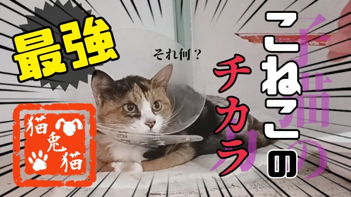【野良猫母子】子猫の力！ちゅーるはいかが？~Stray cat mother and child protection]~ #骨盤骨折 #保護猫 #野良猫 #里親 #TNR