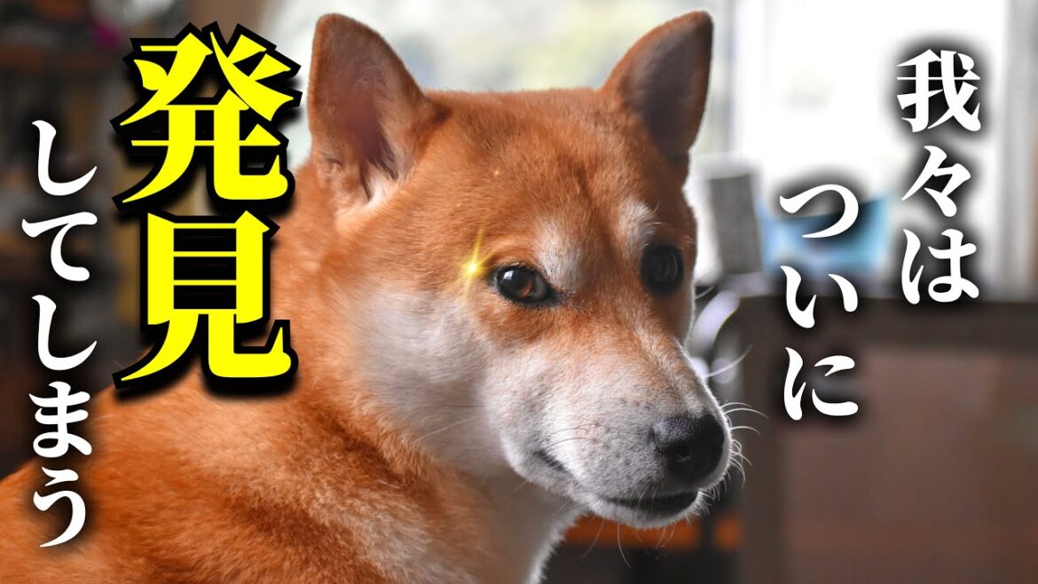 散歩道に不穏な気配！？柴犬こむぎとトトロの〇〇を発見する【あるじのステップ】