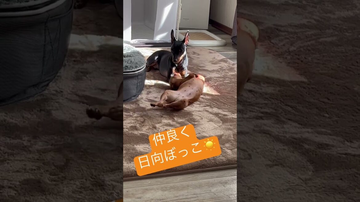 幸せな日常❤️　#miniaturepinscher #ミニピン #犬 #ミニチュアピンシャー