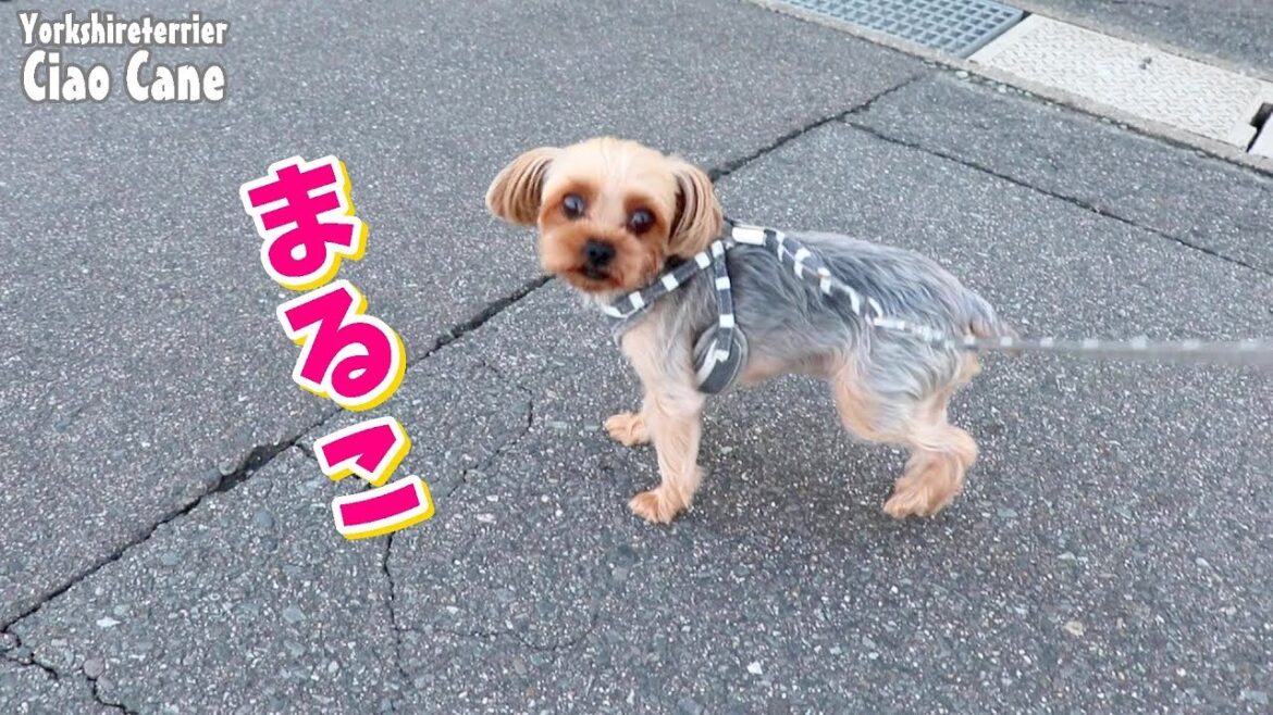 お散歩まるこ【ヨークシャーテリア/yorkshireterrier】