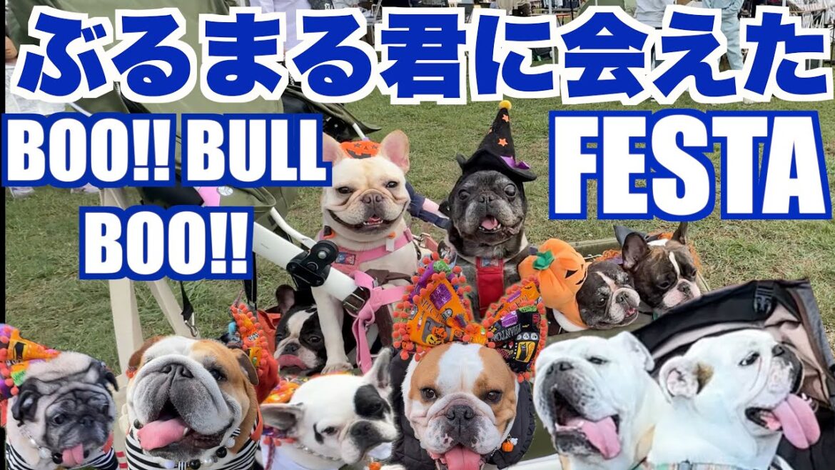 ぶるまる君とまるこちゃんに会えた BOO!! BULL BOO!! FESTA 【 フレンチブルドッグ french_bulldog 】 鼻ぺちゃ犬イベント