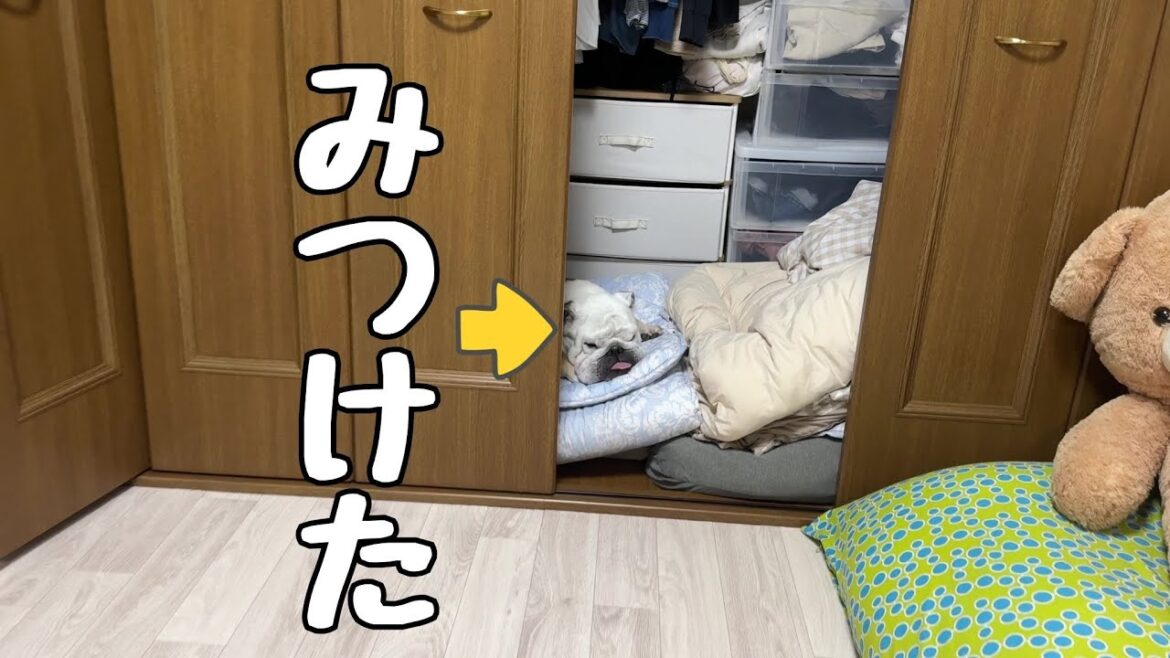 ドラえもんになりたかったブルドッグ…１時間の捜査の末無事見つかる。