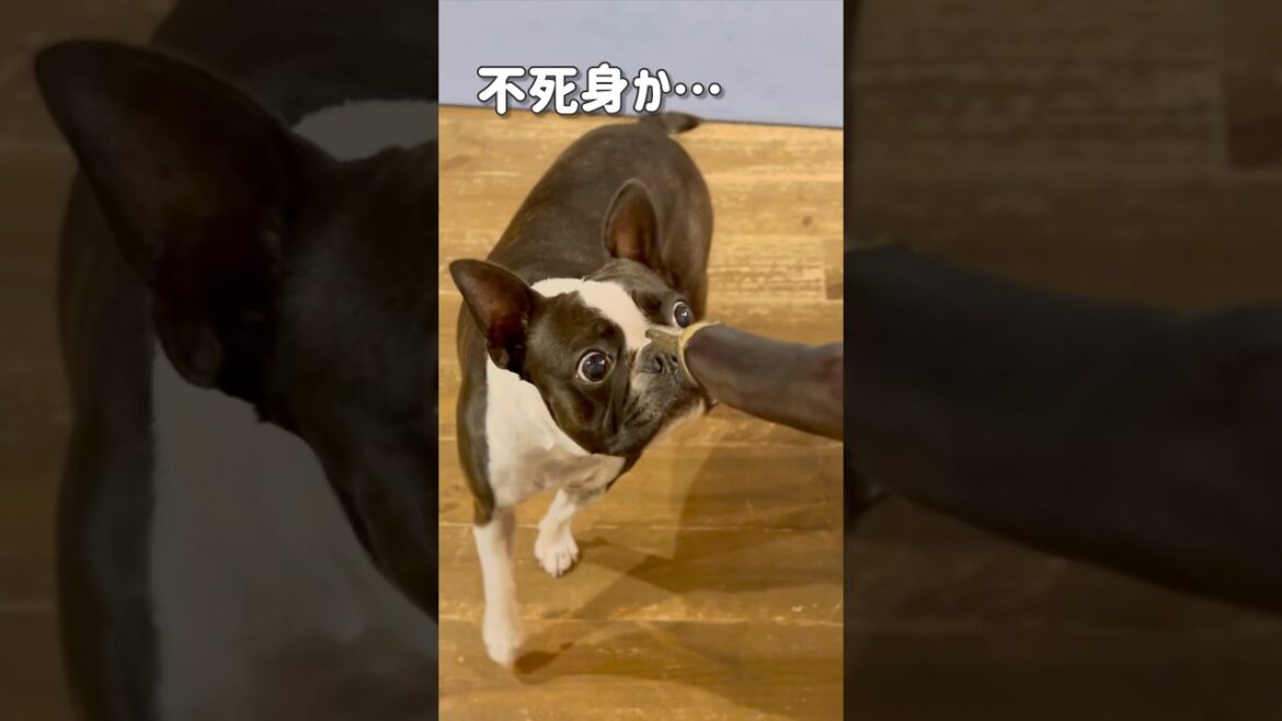 不死身のボストンテリアはこちらです！【ボステリ】