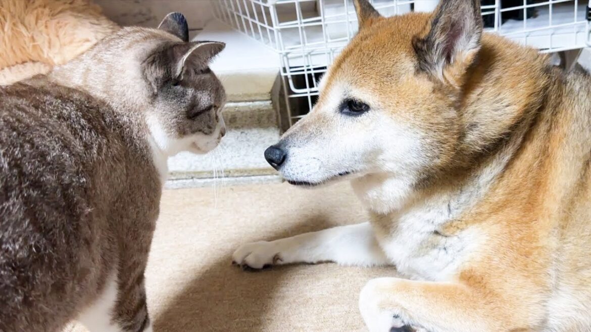 見ているとつい柴犬もうとうとしちゃう猫たちの幸せ空間に癒されます