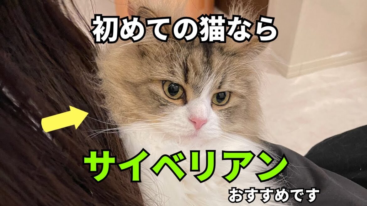 【まるで犬のような猫】初めて猫を飼うならサイベリアンがおすすめな理由を解説します
