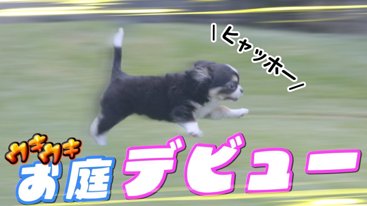 お庭デビュー！開始10秒で爆走する生後70日のパピーチワワたちが激マブ🤣🤣🤣
