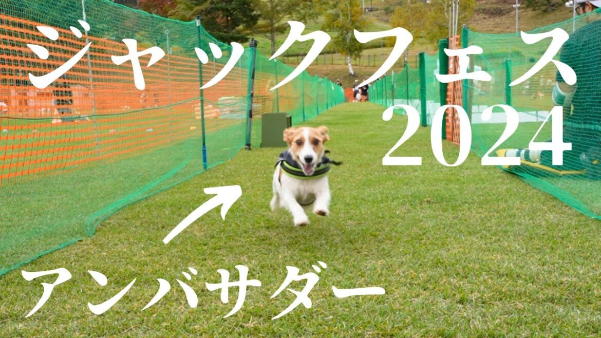【大乱闘】ジャックまみれのフェスティバルに参加してみた結果… #ジャックラッセルフェスティバル