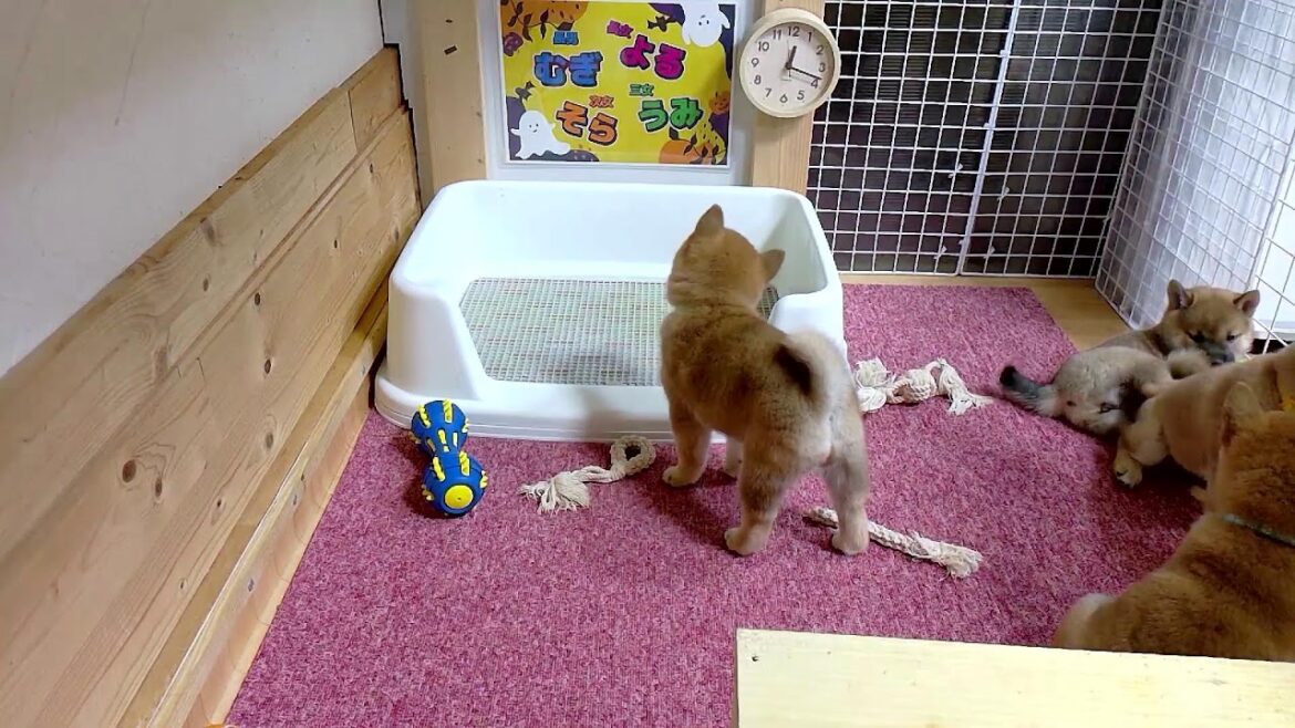 柴犬なつ！子育て生配信【生後47日】だんだんお部屋が狭くなってきたのか、子犬たちがデカくなってきたのか・・・否どっちも！！
