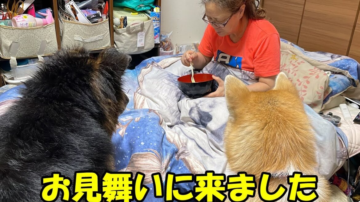 お見舞いきたよ！秋田犬そら・シェパード犬マック
