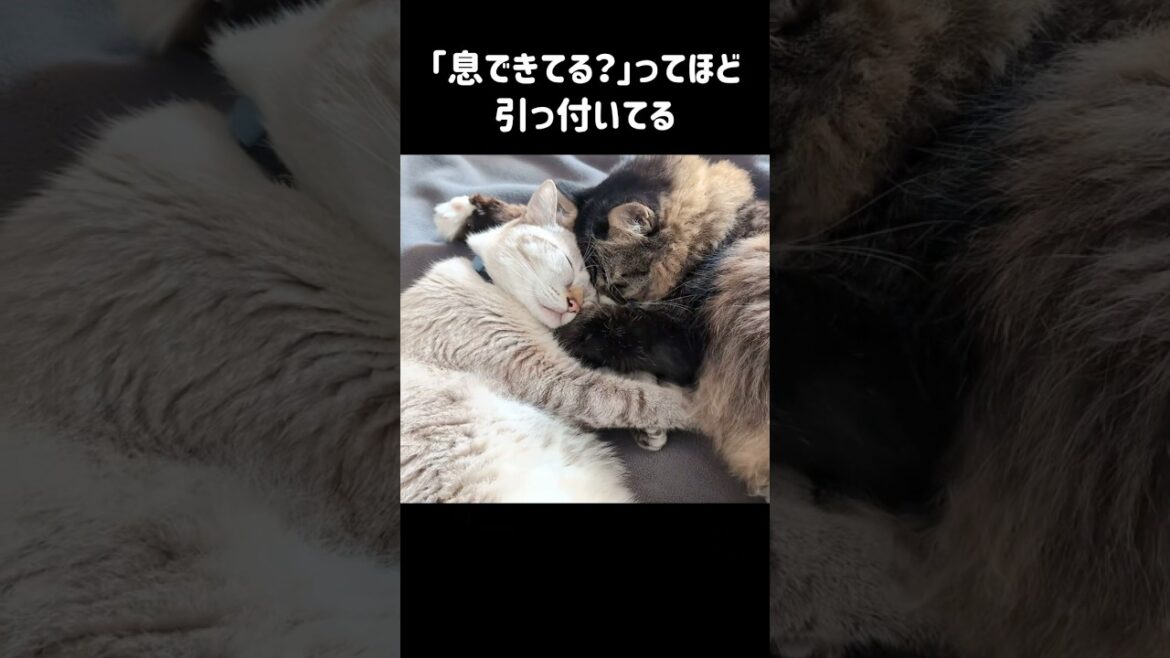 庭に住み着いた野良猫が家猫と信じられないほど仲良くなりました #shorts 庭に住み着いた野良猫が家猫と信じられないほど仲良くなりました #shorts