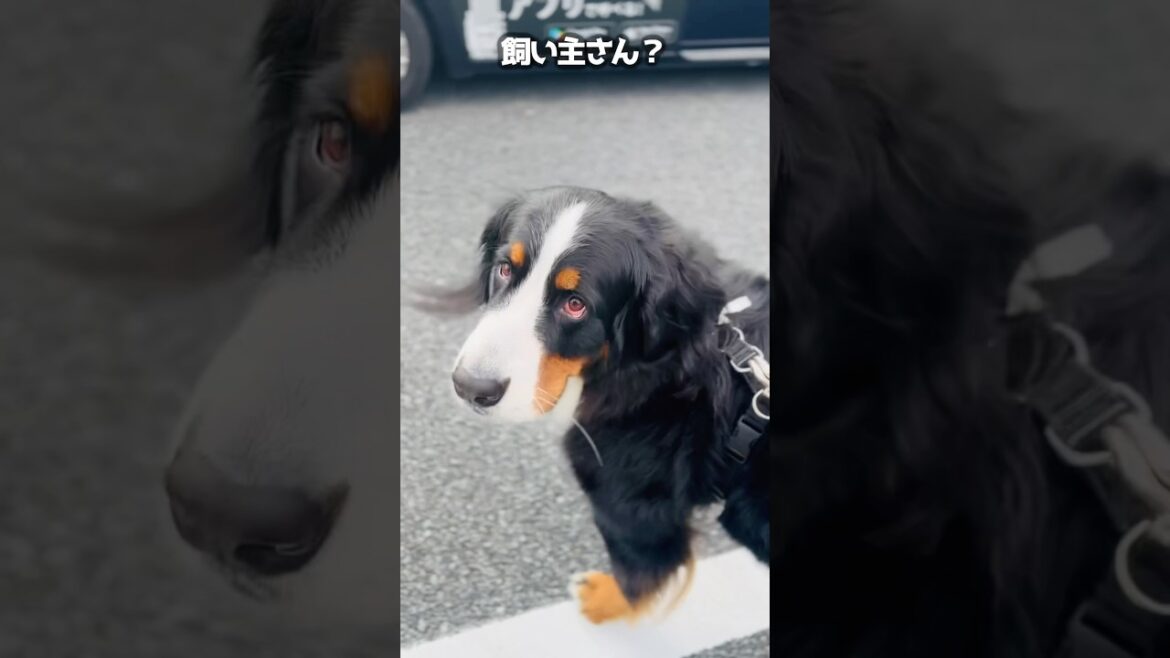 タクシーから降りてくるのは…？飼い主を待つバーニーズの勘違い🚖