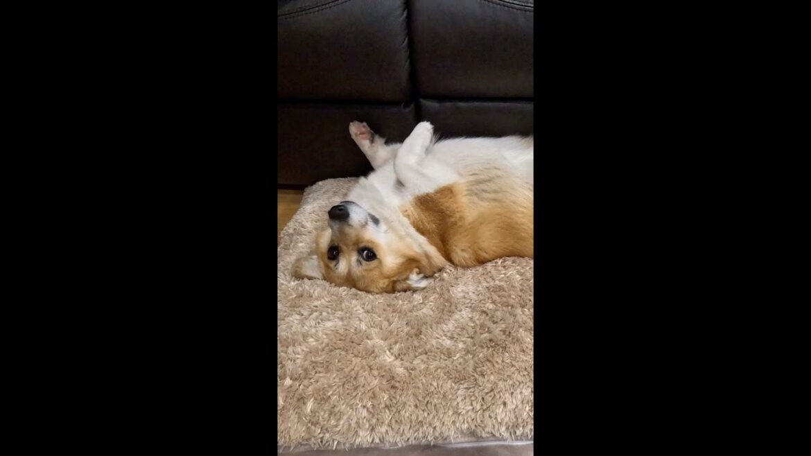 仰向けから起き上がるコーギー / A corgi sitting up from a belly-up position #shorts