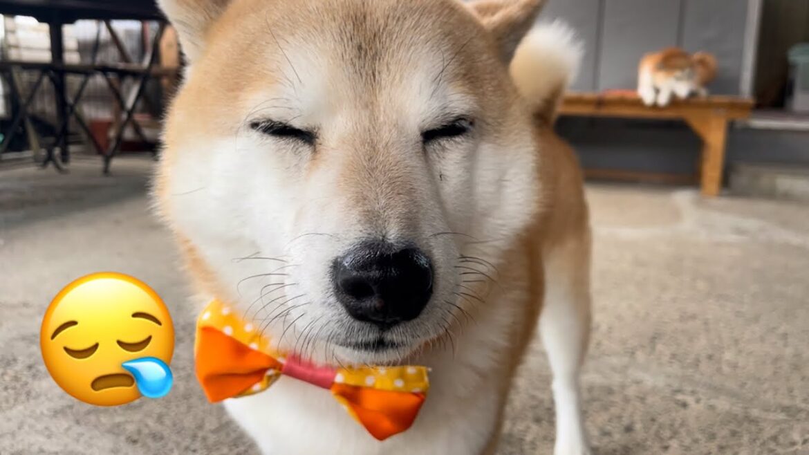 柴犬巨体息子に寝床取られて立ったまま寝そうな最強ママみかんがかわいい 柴犬巨体息子に寝床取られて立ったまま寝そうな最強ママみかんがかわいい