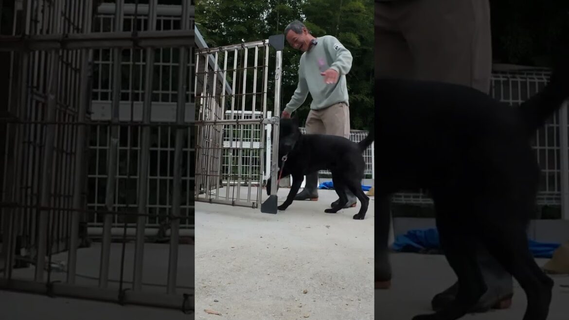 なんか凄く仲良しさんになりました #shorts #甲斐犬 #保護犬