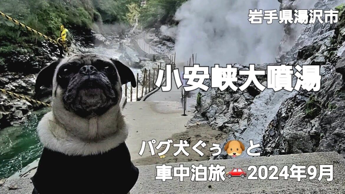 パグ犬ぐぅ🐶と車中泊旅🚗  2024年9月秋田県湯沢市「小安峡大噴湯」