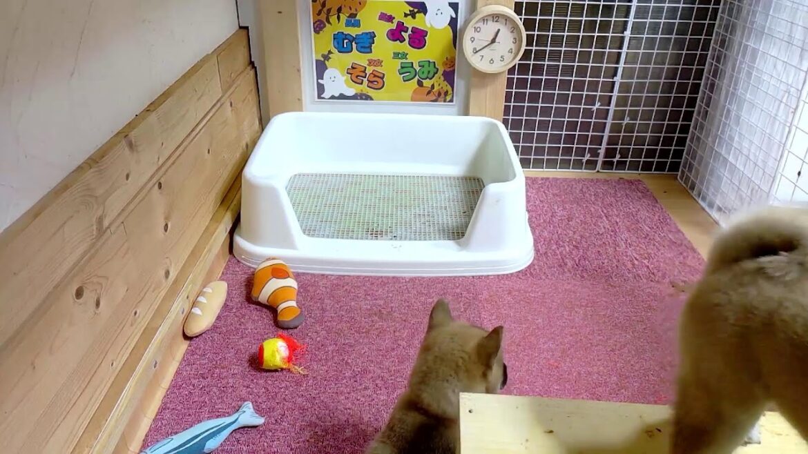 柴犬なつ!子育て生配信【生後48日】今はご飯を1日3回分に分けています! 柴犬なつ!子育て生配信【生後48日】今はご飯を1日3回分に分けています!
