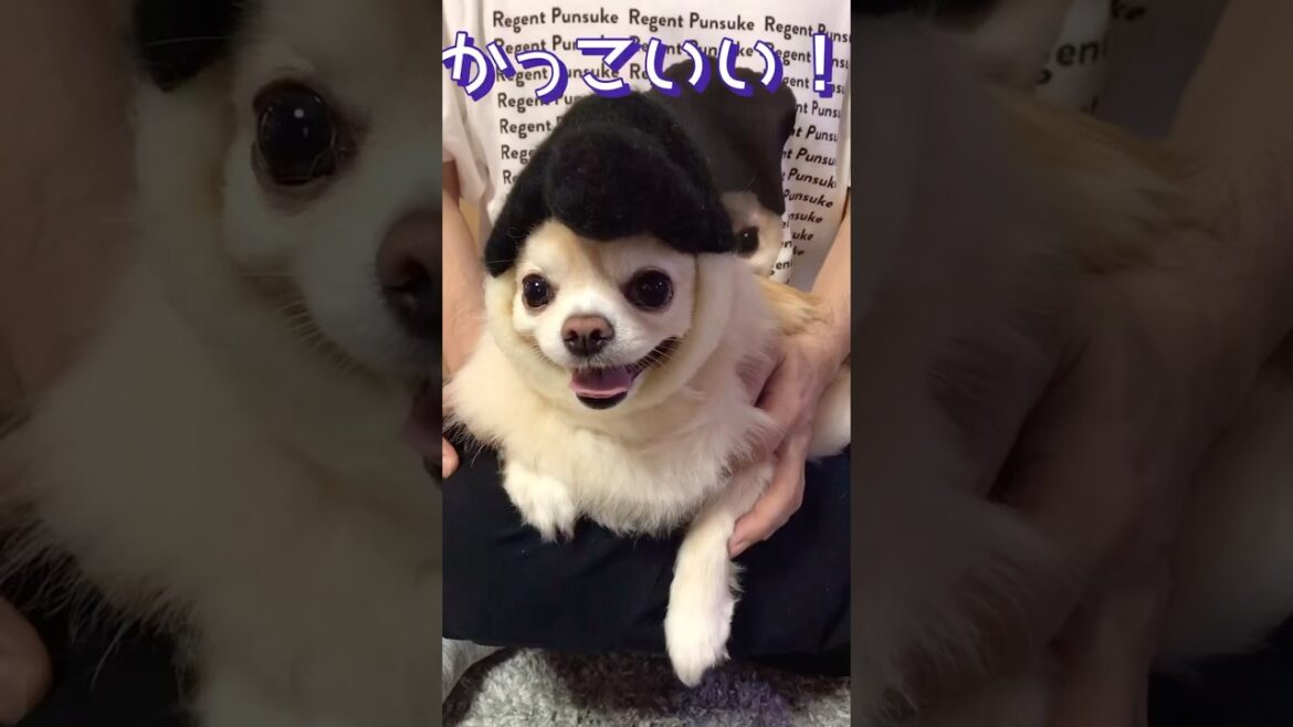 【ぷん助】かっこいい！かわいい！きもい！うざい！チワワ #shorts #chihuahua #犬の被り物  #犬のいる暮らし #ぷん助 #ロングコートチワワ